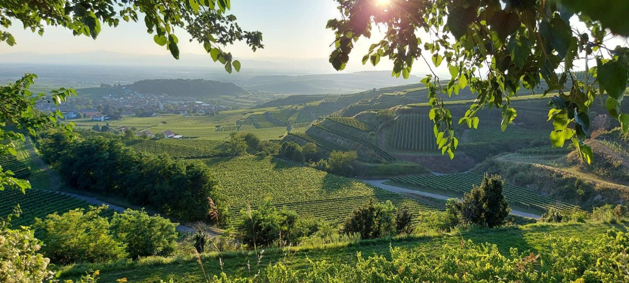 Ferienwohnung Vino9 フォグツブルク エクステリア 写真